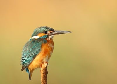 Moments: The Kingfisher and the Heron